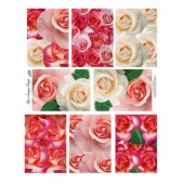 Rose ATC 487